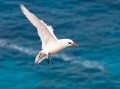 Lord Howe Island_20061212_084